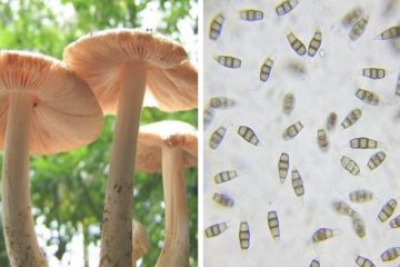 Could the Plastic-Eating Mushroom Help Solve the Plastic Waste Problem?