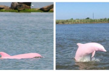 Almost Extinct Pink Dolphin Gives Birth to a Pink Calf