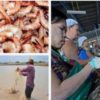 Is 90 % of the Shrimp We Eat really Coming from Toxic Asian Sewage Ponds?