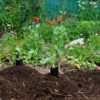 Grandma’s Simple Soil Recipe Saves Hundreds of Dollars