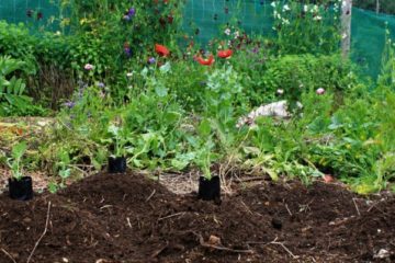 Grandma’s Simple Soil Recipe Saves Hundreds of Dollars