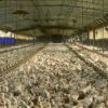 USDA Organic: Million Hens Filling Barns at Three per Square Foot