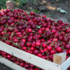 Can Cherries Really Help You Fall Asleep Easier?