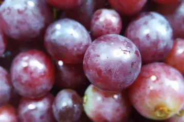 DIY Grape Juice: Reduces the Blood Pressure & Allergy Symptoms