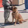You Can Now Adopt Retired Military Dogs at Joint Base San Antonio-Lackland