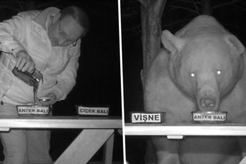 This Man “Turned “Bears Who Kept Coming to His Bee Farm to Steal Honey into Honey Tasters