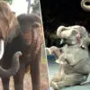 Animal Love: Denmark Buys the Last Circus Elephants to Let Them Retire