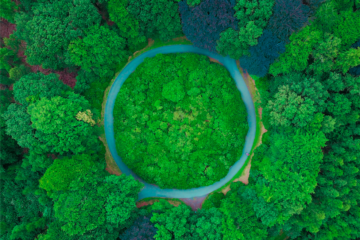 New Zealand Government Plans on Planting a Billion Trees to Fight Off Climate Change