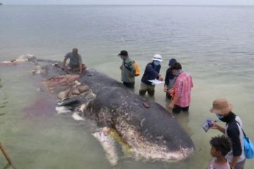 Shocking: Body of Dead Sperm Whale Full of Plastic Cups, Bottles, Bags & Flip Flops