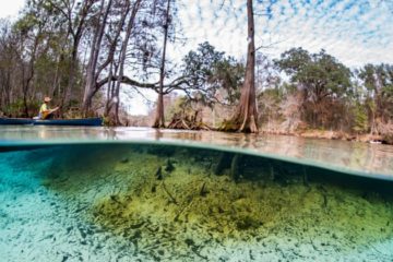 Nestle Plan to Pump 1.1 Million Gallons of water from Natural Springs in Florida to Sell in Bottles