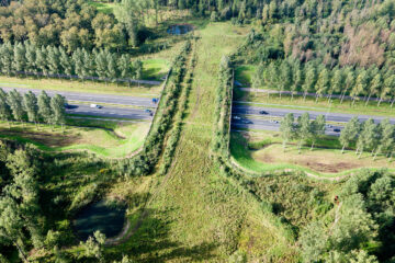 These Bridges And Tunnels Save Animals' Lives And Prevent Car Wrecks