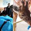 The Final Kiss: Giraffe Says Goodbye to Dying Zookeeper Who Took Care for It
