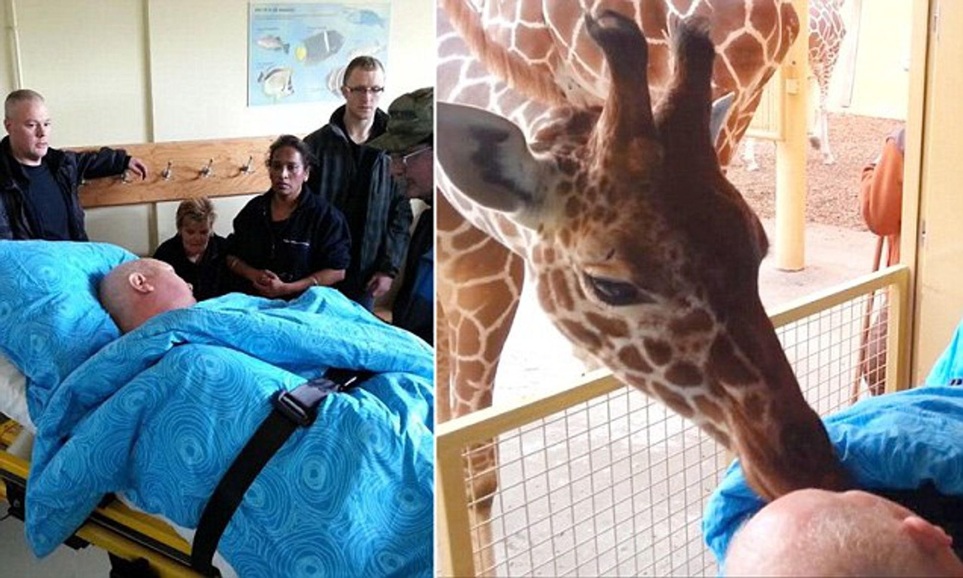 Giraffe Gave Dying Zoo Keeper Final Kiss Goodbye