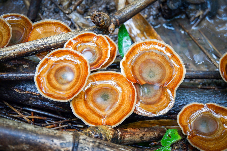 Reishi Mushrooms Proven for Fibromyalgia Pain Relief in Human Study Best Folk Medicine