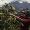 Coffee May Become Extinct by 2080: Climate Change Could Eradicate the all-Time Favorite Drink