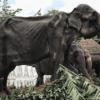 70-Year-Old Emaciated Elephant Forced to Parade during a Festival Died
