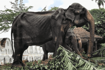 70-Year-Old Emaciated Elephant Forced to Parade during a Festival Died