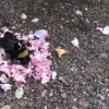 Amazing Nature: Ants Covering a Dead Bee with Flowers- Is this a Burial?