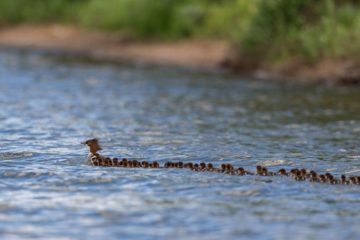 Super Mom: Duck Spotted in a Minnesota Lake with 76 Ducklings in a Row