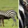 Cutest Thing ever: Rare Baby Zebra Born with Spots, not Stripes