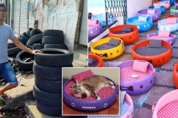 Beautiful Humans: Artist from Brazil Makes Beds for Animals from Old Tires