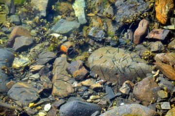 Fish Attitude Is Changing because of Antidepressants & other Drugs in Water, Experts Claim