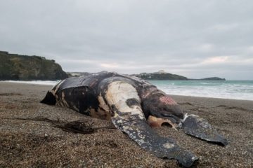 100-Year-Old Giant Turtle Found Dead off the Coast of Cornwall