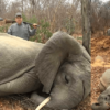 Rich Businessman Kills 2 Young Elephants & Proudly Poses for Photo