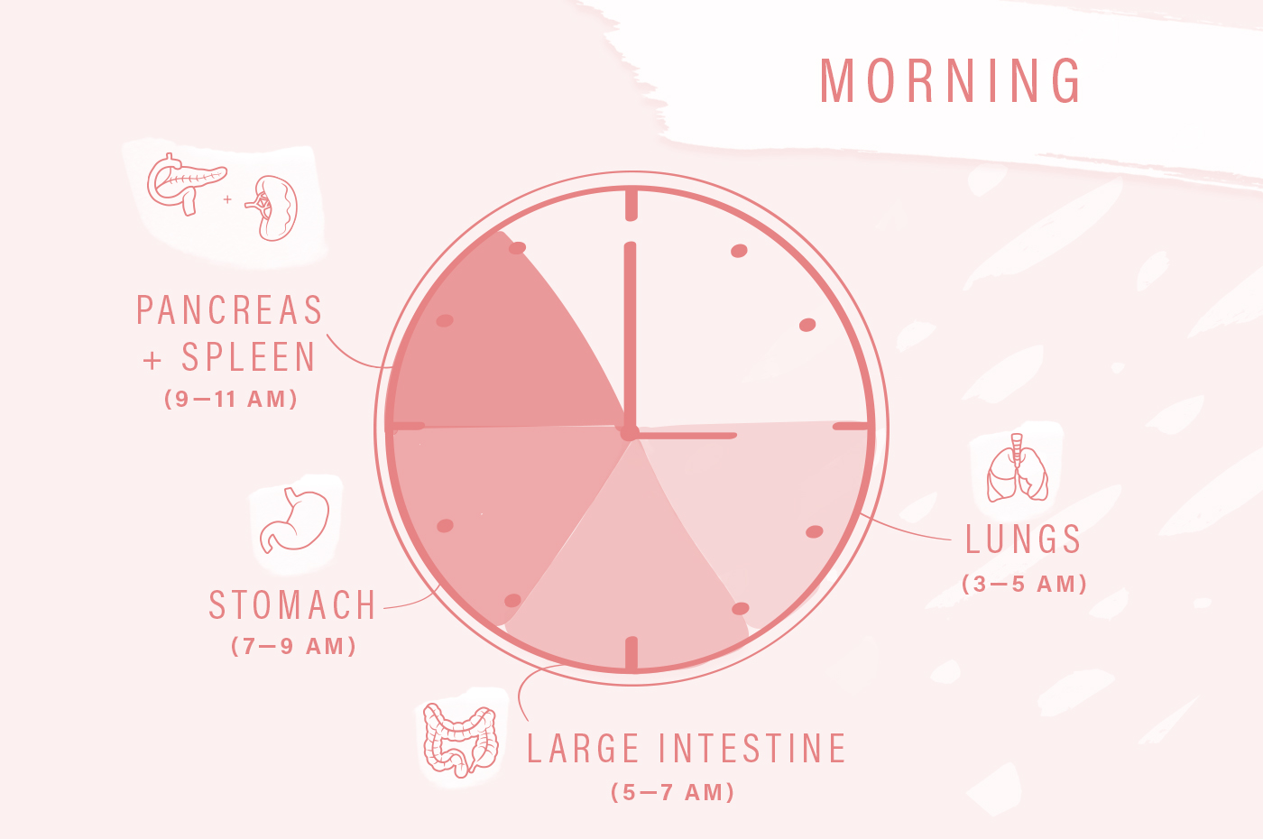 The Chinese Body Clock Is this why you’re Waking Up at a Certain Time