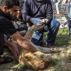 ZOO Brutally Declaws a 14-Month-Old Lioness so Visitors can Play with It