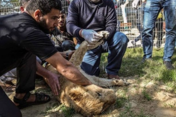 ZOO Brutally Declaws a 14-Month-Old Lioness so Visitors can Play with It