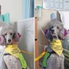 This Is Cupcake: Therapy Poodle that Visits Hospital Patients to Help them Feel better