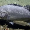 Rare Footage Caught on Camera: Sea Fish Devouring whole Shark