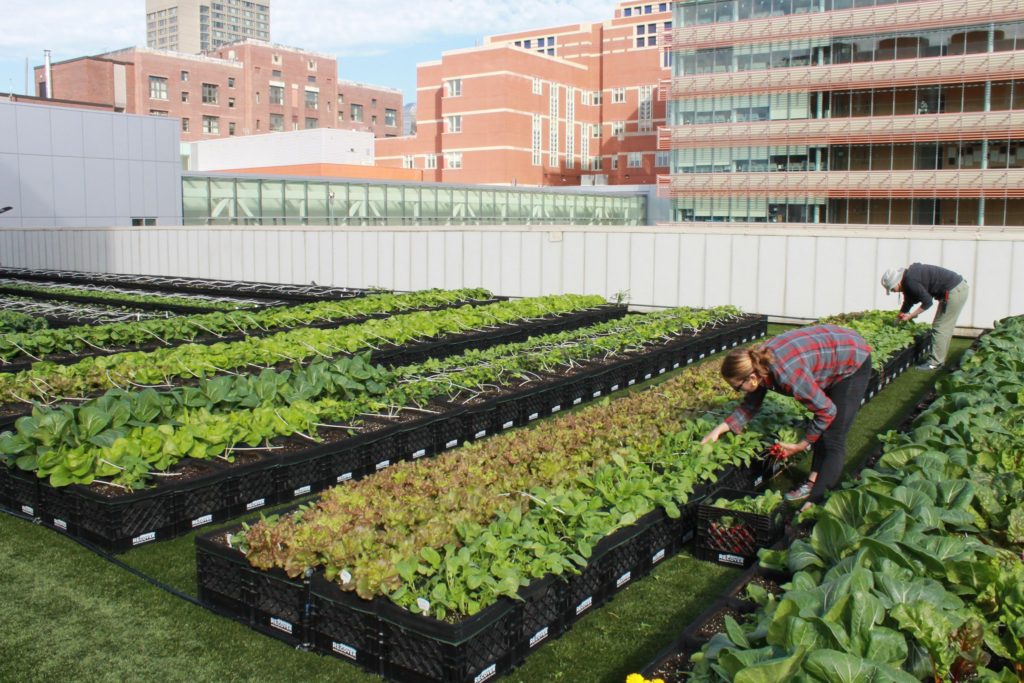 Hospital in Boston Has a Rooftop Garden Supplying more than 7000 Pounds