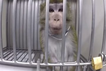 Shocking & Sad: Secret Video from German Testing Lab Shows Monkeys & Dogs Screaming from Pain