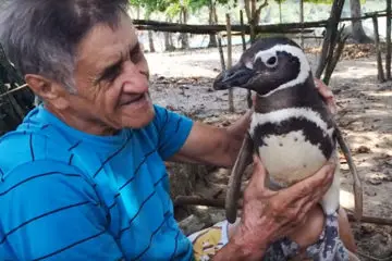 A Penguin Swims 5000 Miles every Year to Reunite with His Savior