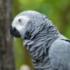 Parrot Comes Back to Owner 4 Years after Disappearing & Speaks Spanish