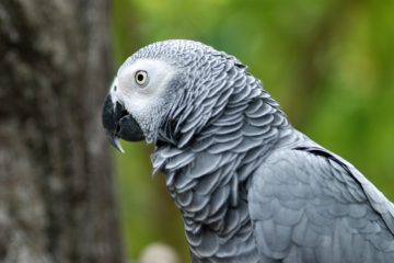Parrot Comes Back to Owner 4 Years after Disappearing & Speaks Spanish