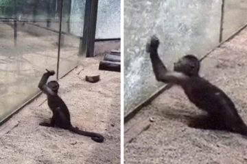 Video Shows Monkey Using a Rock to Smash the Glass in a Chinese ZOO