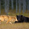 One-of-a-Kind Bond between Bear & Wolf Caught on Camera by a Finnish Photographer