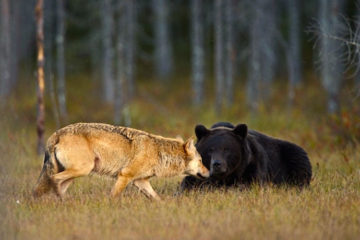 One-of-a-Kind Bond between Bear & Wolf Caught on Camera by a Finnish Photographer