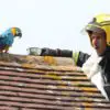 Parrot Stuck on a Roof for 3 Days Was Telling Firefighters Trying to Rescue Him to ‘F*** Off’