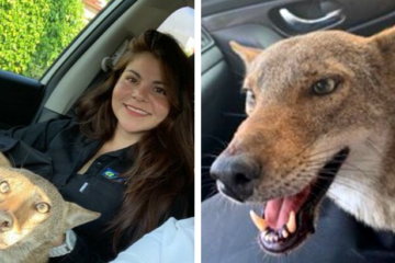 Woman Rescues Wild Coyote Thinking It Was a Dog