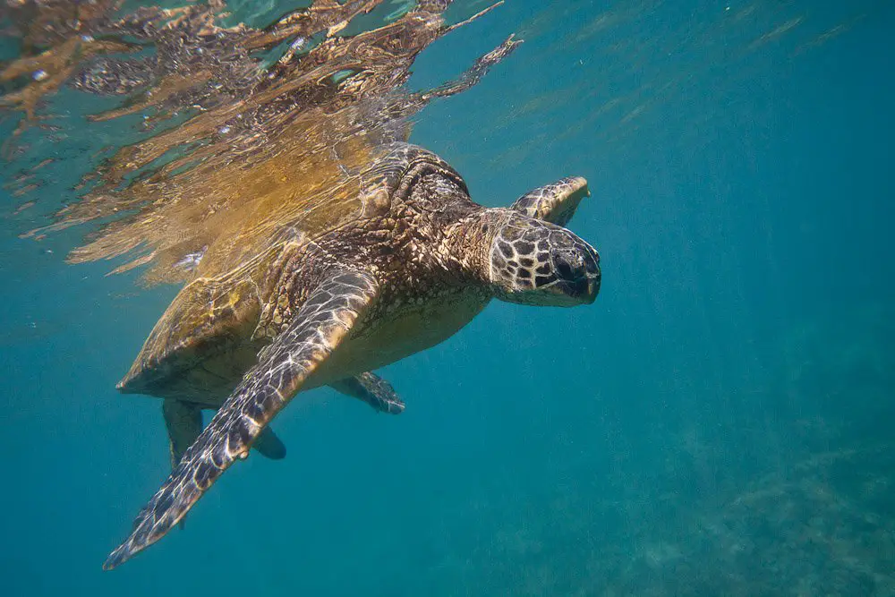 The Population of Sea Turtles Increased by 980% after Legal Protections