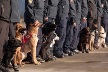 Meet the Rescue Dogs Sent from Croatia to Help Victims from Albanian Earthquake