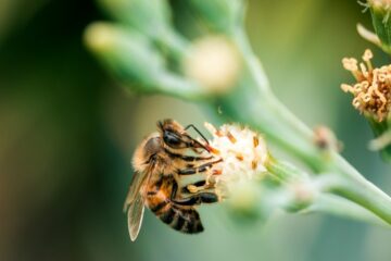 Wonderful Nature: Flowers Hear Bee’s Buzzing & Makes their Nectar Sweeter