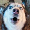 Dog Accidentally Starts a Fire by Turning on the Microwave