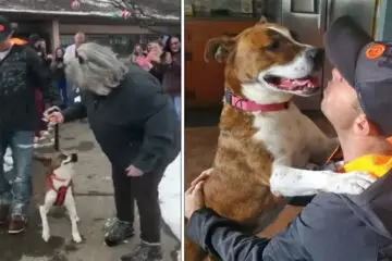 Rescue Dog Can’t Contain Joy when She Gets Adopted after 500 Days in a Shelter