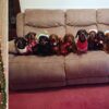 Man Successfully Lines Up His 17 Dachshunds Dressed in Christmas Sweaters to Pose for a Photo