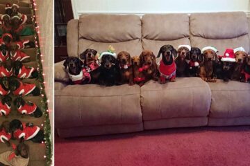 Man Successfully Lines Up His 17 Dachshunds Dressed in Christmas Sweaters to Pose for a Photo
